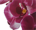 Florence Lenoir