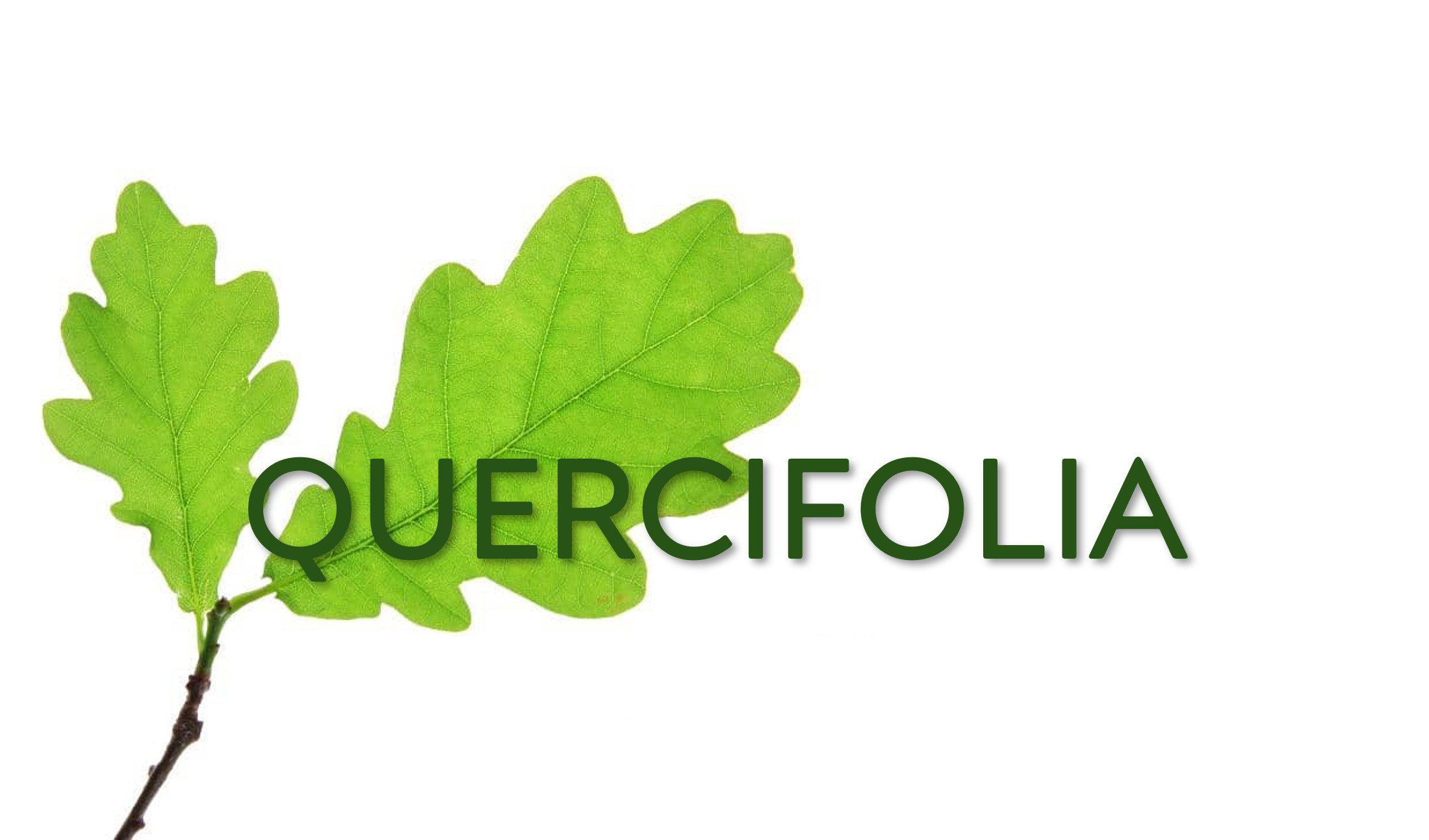 École Quercifolia